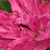 Ružová - Parková ruža - Pink Grootendorst